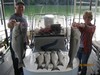 (06/08/2017) - Nice Striped Bass